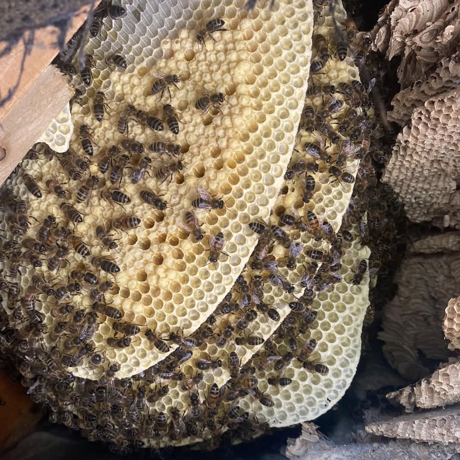 A bee nest with the honeycomb covered in bees.
