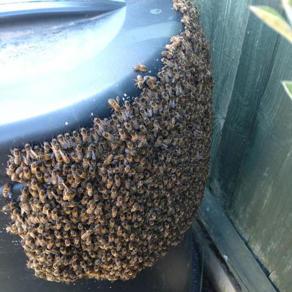 Bees attached to a garden bin.