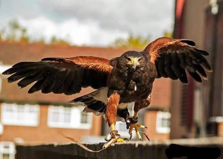 A Harris Hawk about to take flight, with red brick houses in the background.
