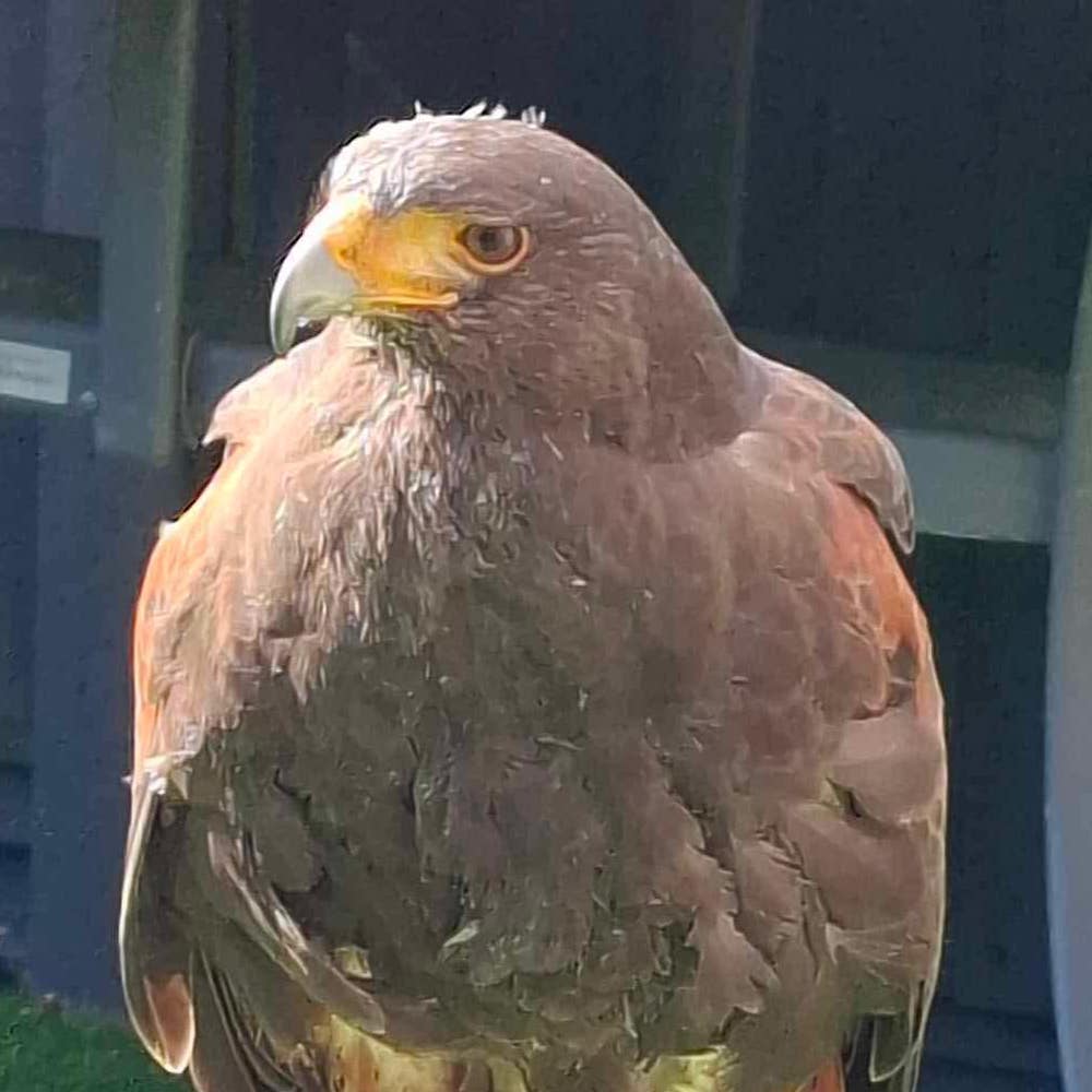 Harris Hawk's head in close-up.