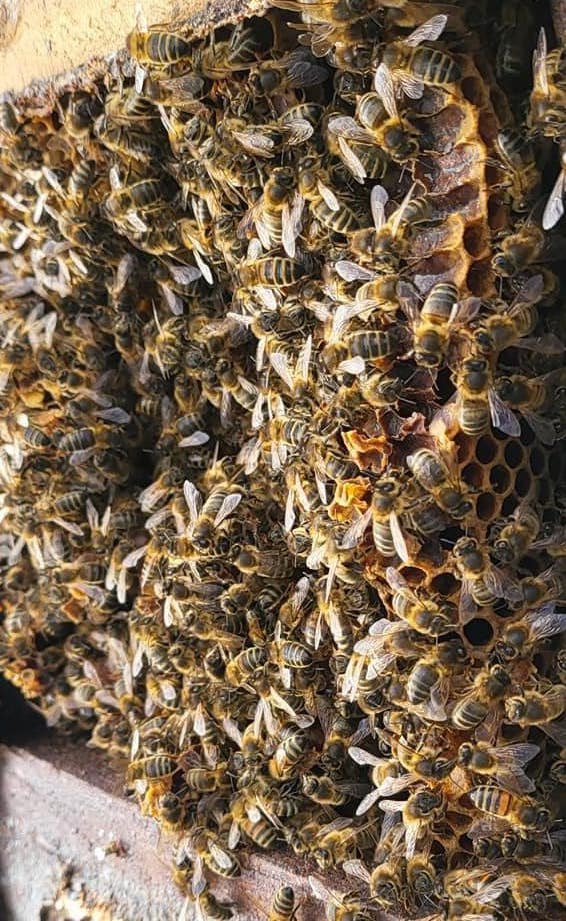 Bee Removal