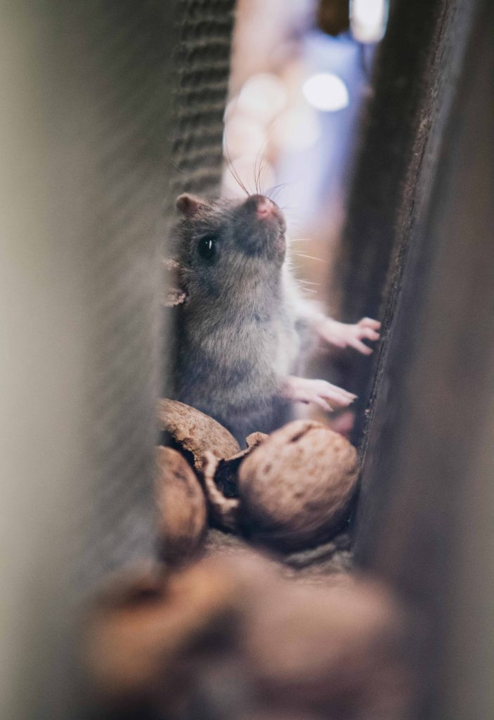 A mouse hidden in a customers kitchen between nuts