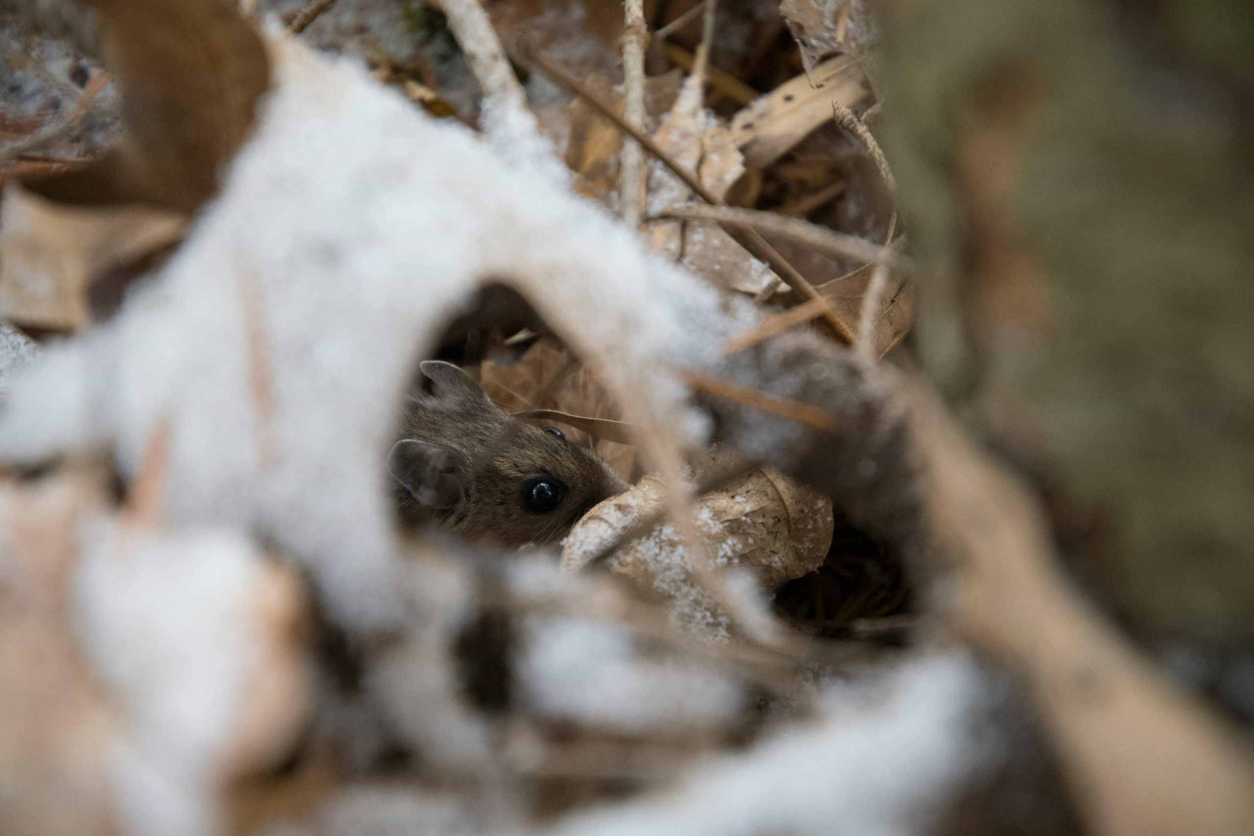Mouse hiding in dark corner – trusted mice control experts at Acorn Pest Management