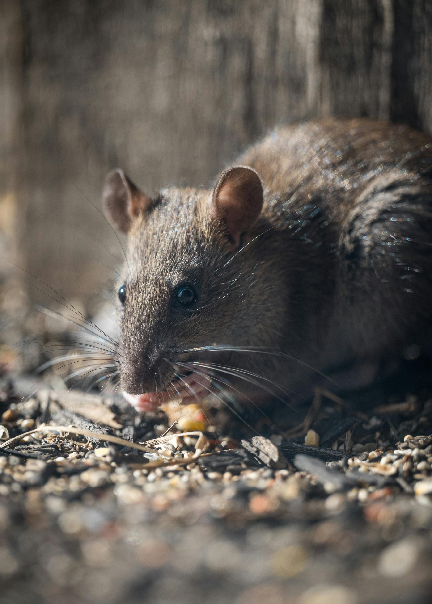 Rat eating crumbs in behind a wall in a residential home