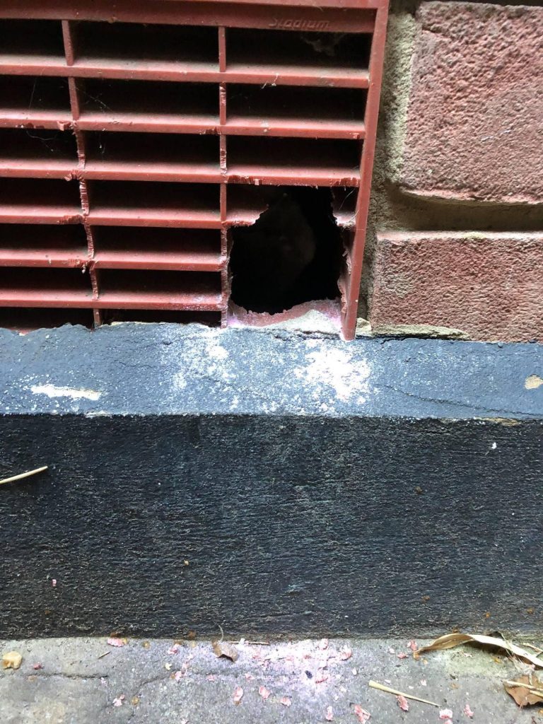 a rat sized hole found in a customers property as the rat infestation has caused damage to the external wall
