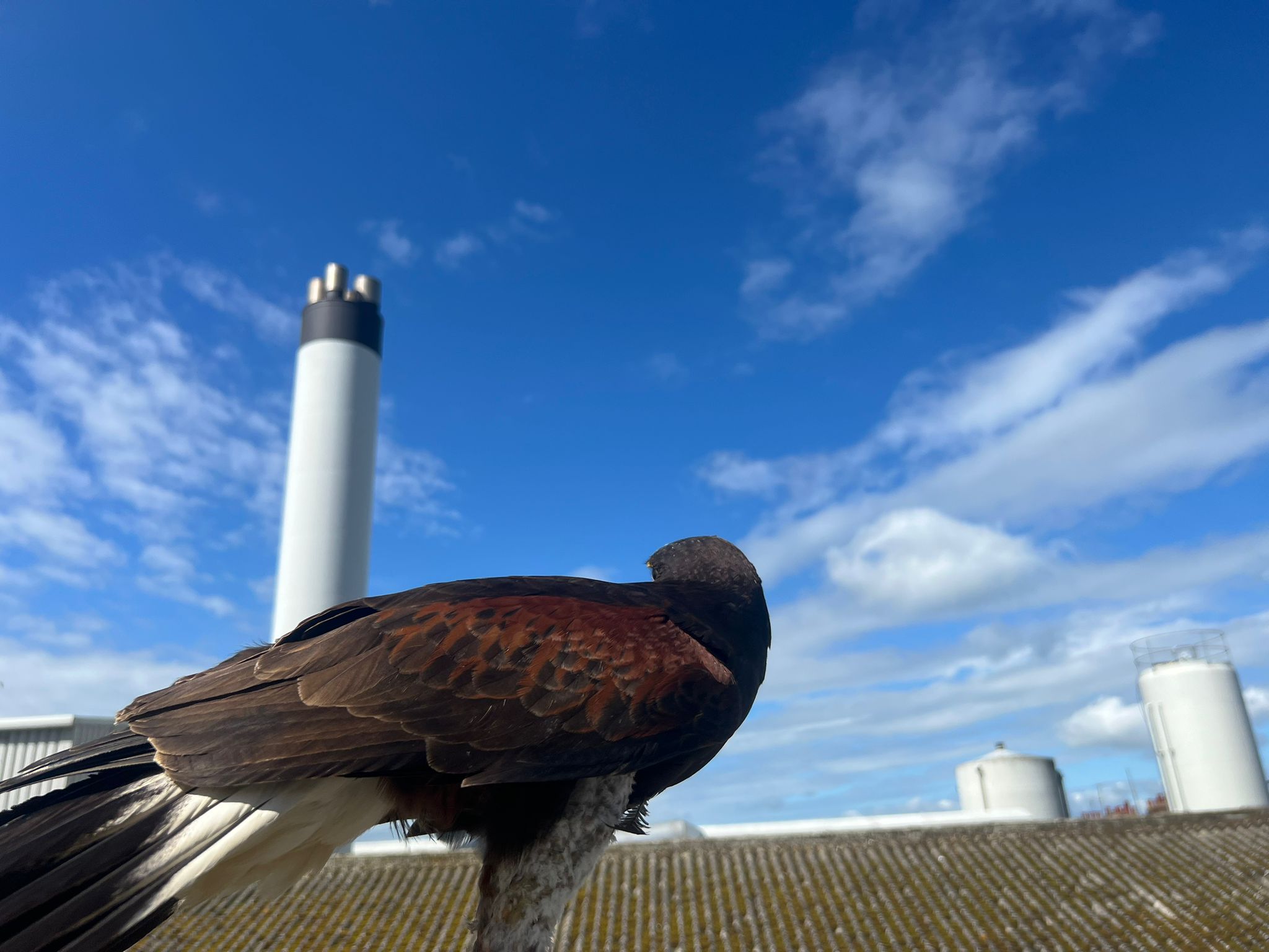 A falcon perched on the edge of a tiled roof, looking alert with its feathers ruffled slightly by the wind.
