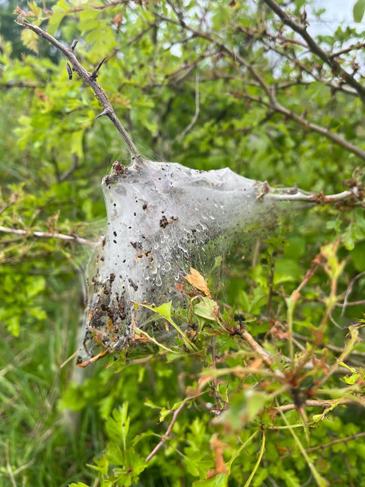 Moth Control