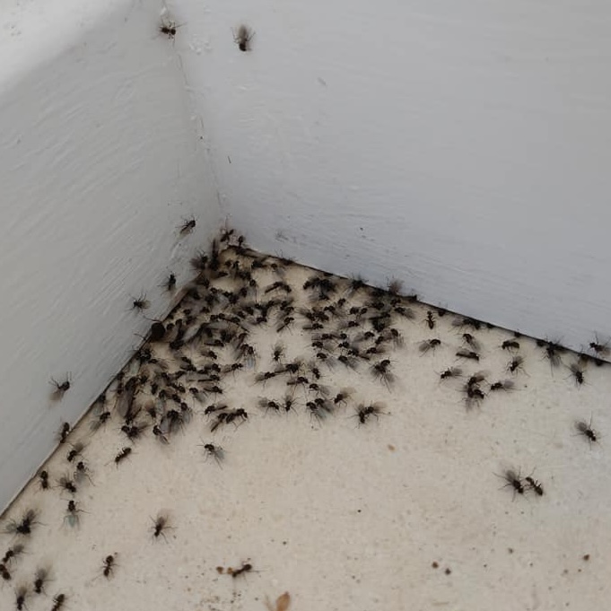 Ants in the corner of a room