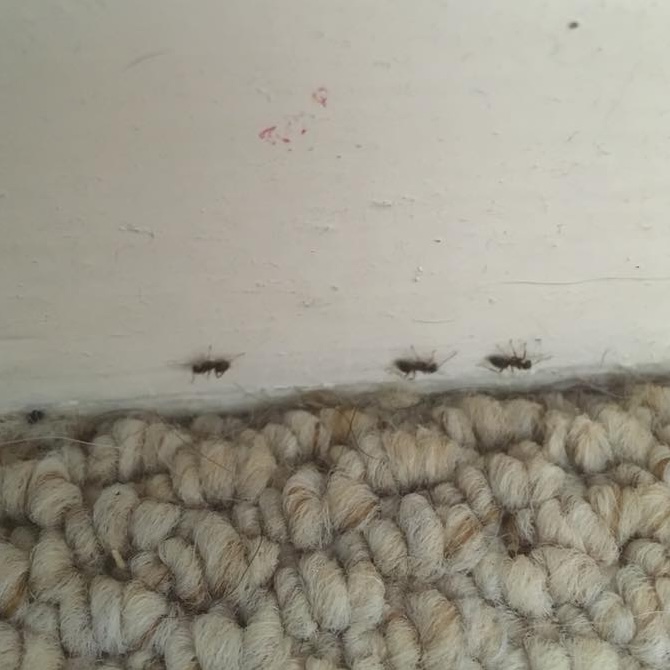 Ants crawling along a white skirting board