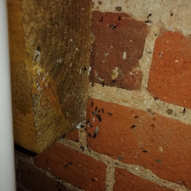 Ants on a red brick exterior wall