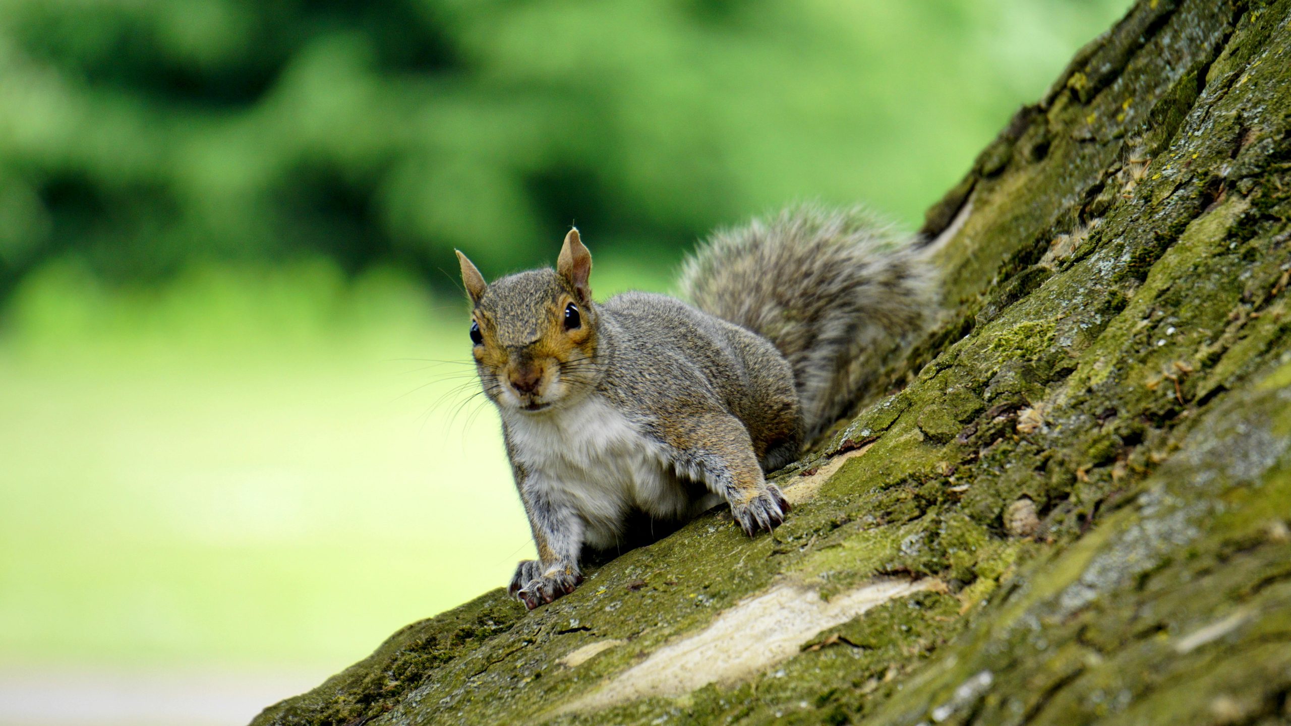 Squirrel Control