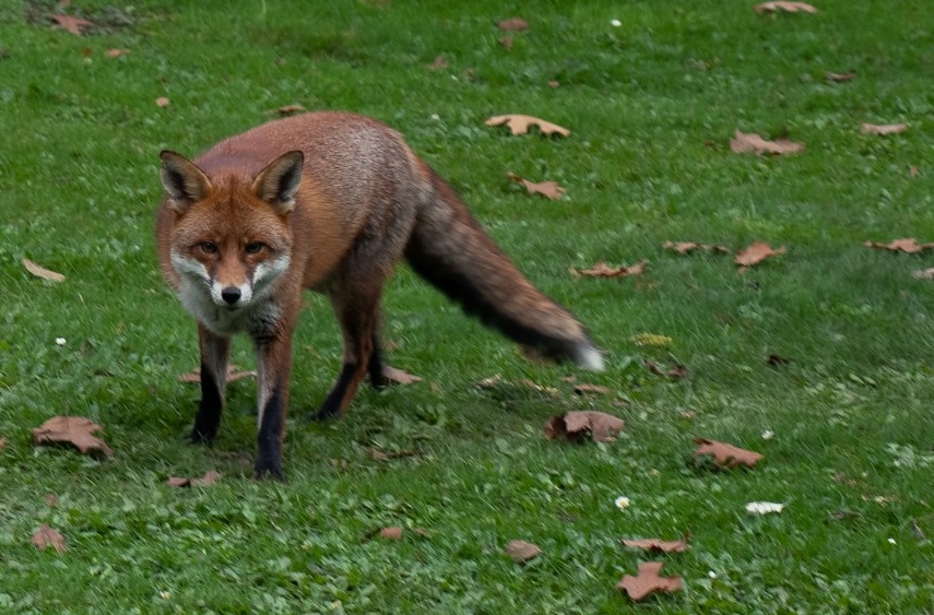 A red fox on a lawn