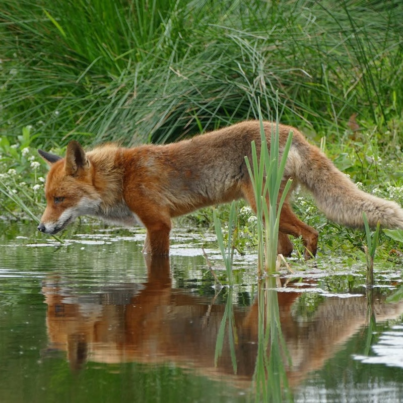 A red fox staring into water