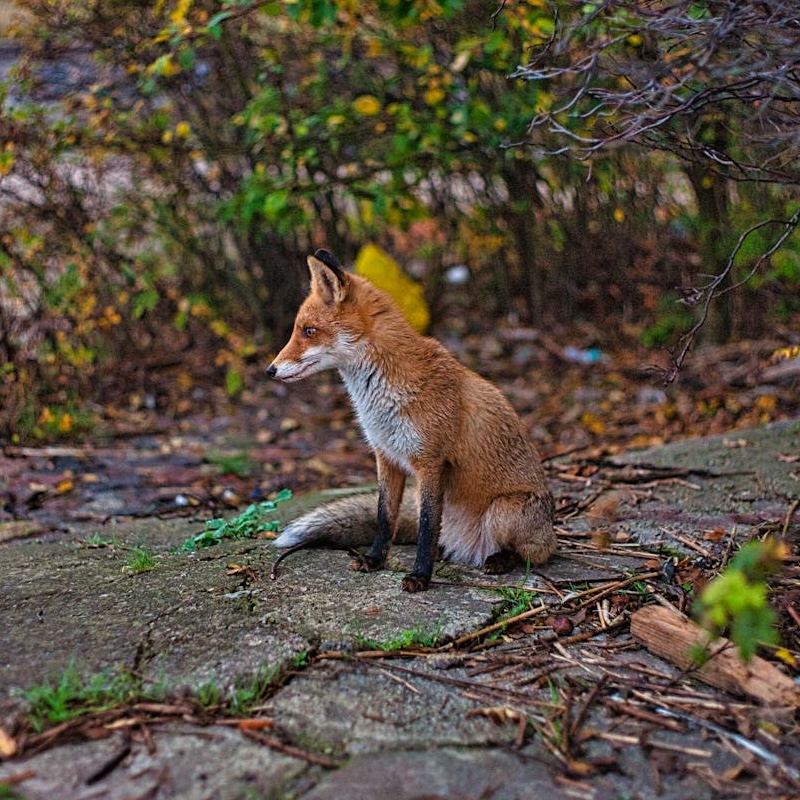 A fox sat on a stone path