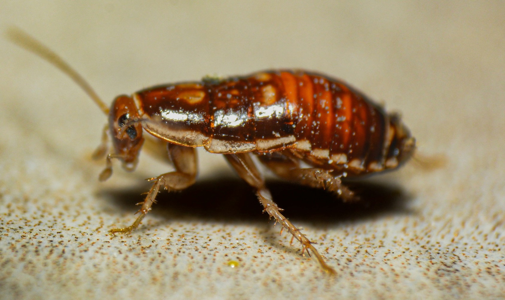 A cockroach