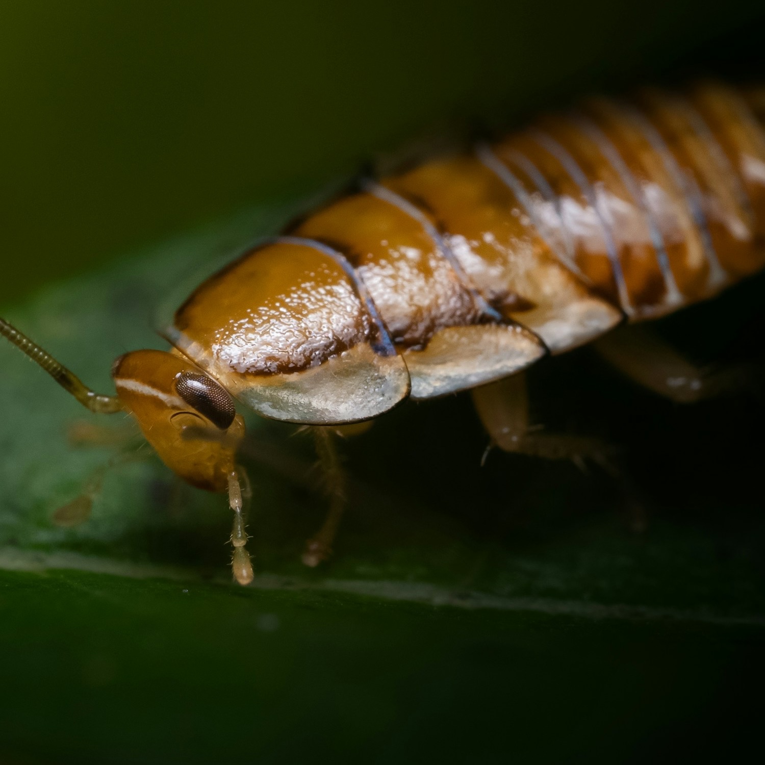 Cockroach on a leaf
