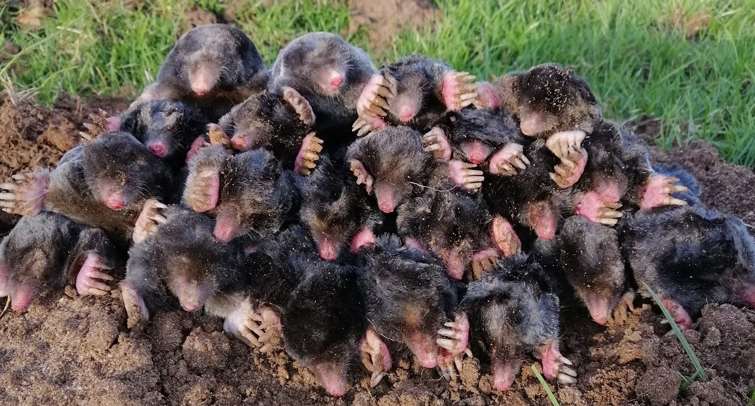 A pile of moles