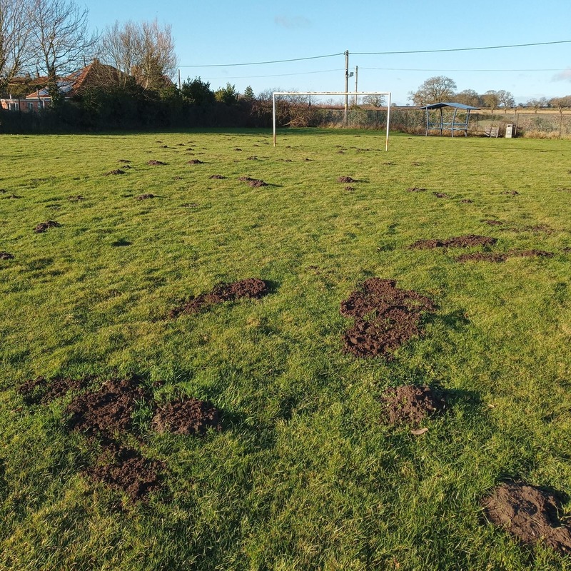 Molehills on a sports field
