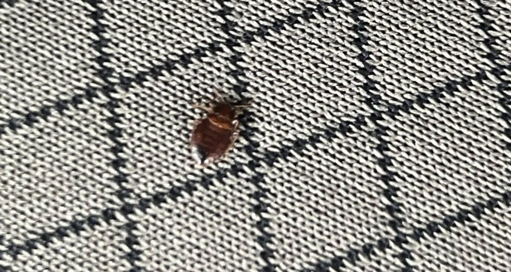 Bed bug on a white and black patterned seat