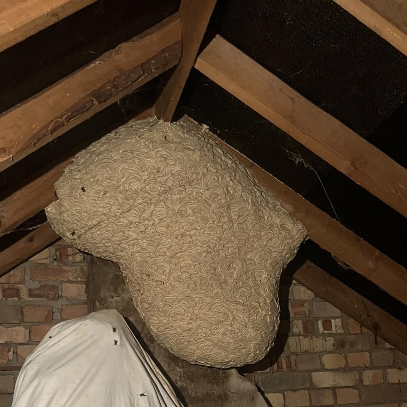Wasp nest in a loft
